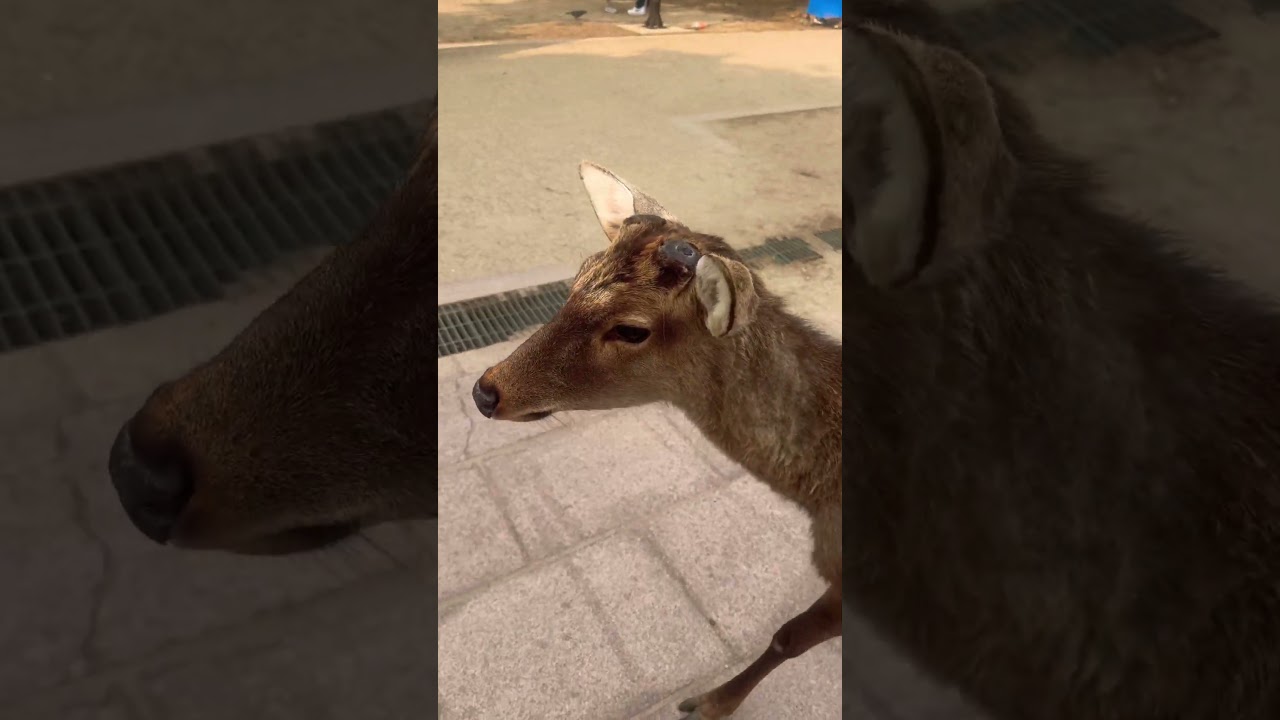 鹿と桜🦌🌸奈良公園