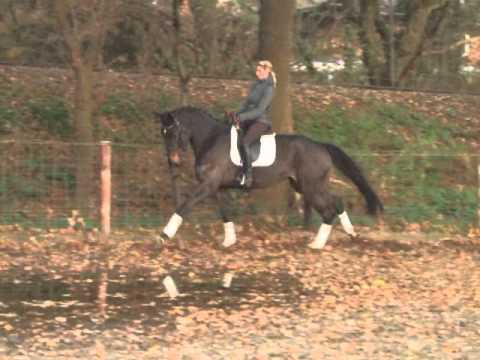 Fashion Queen v  Fidertanz De Niro -for sale- www.pferde-aus-verden.de