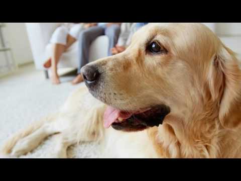 Eco-Friendly Pest Control in San Jose | (408) 650-5509