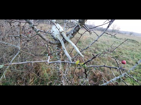 Parostki rogacza wypatrzone na krzaku