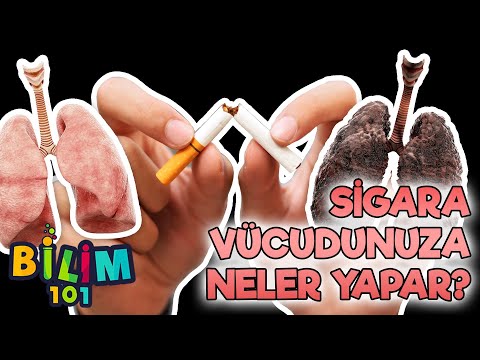 What are the effects and harms of smoking on our body?