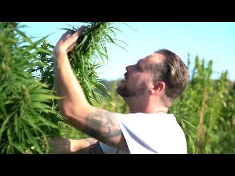 Ein Spaziergang im Hanffeld - Wir stellen euch CBD Hanftee vor. Made in Germany