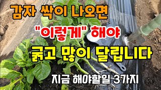 감자순치기 추비웃거름방법 감자싹 나올때 이렇게 해야 굵고 많이 달립니다 #감자순치기 #감자추비