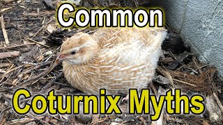 Common Coturnix Myths - with Michael Rose
