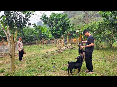 Ellie helps her mother plant rice - a heartwarming story set in the rice fields.
