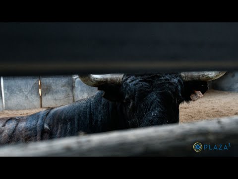 SORTEO | Novillada 1 octubre, Guadaira