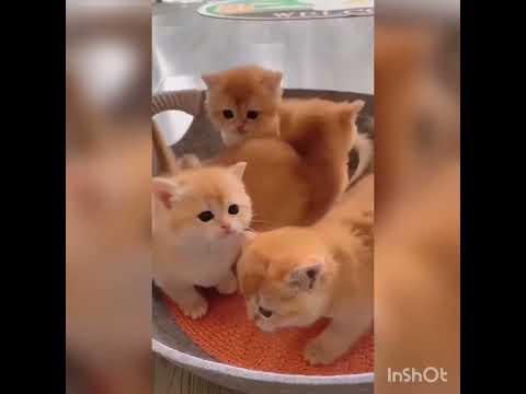 Lovely and cute cat 🐈🐈@Cute cat @Beautiful cats