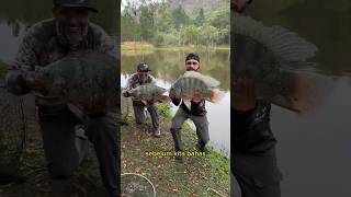 Download lagu perbedaan nila dan mujair #fishing mp3 Download lagu perbedaan nila dan mujair #fishing mp3