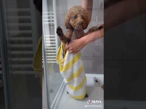 Zwergpudel Rüden kaufen? Drei Dinge, die niemand uns gesagt hat.