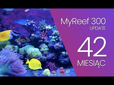 (177) MyReef 300 / Update / 42 miesiąc - Akwarium morskie - Reef aquarium