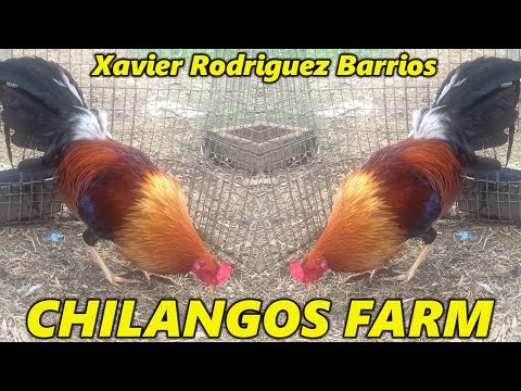 Asil Sweater Kelso Xavier Rodriguez Chilango's Farm - Beautiful Quality Birds