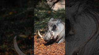 Download lagu Warthog! mp3