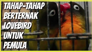 Download lagu Tahap-tahap berternak lovebird untuk pemula mp3 Download lagu Tahap-tahap berternak lovebird untuk pemula mp3