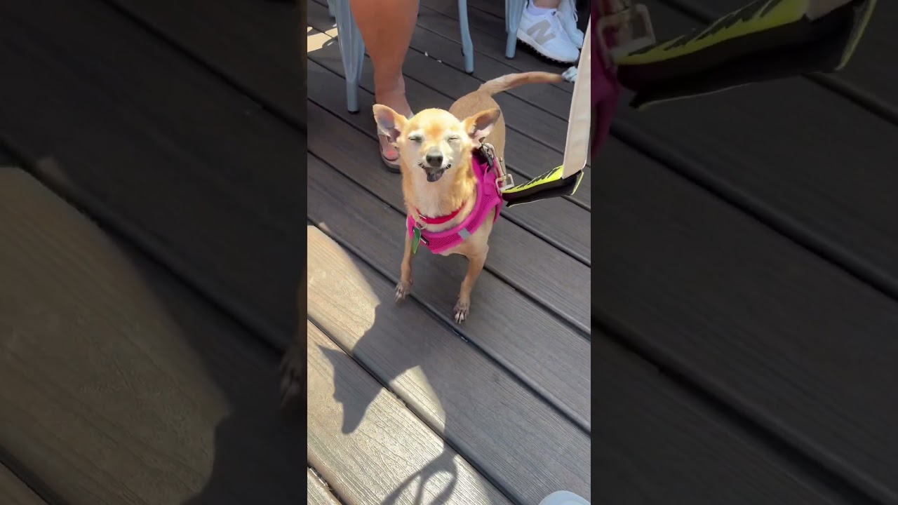 Hattie McHoneysuckle, a Adoptable Chihuahua in San Diego, CA video 6/6