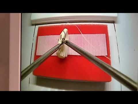 Physician Assistant FLS Course