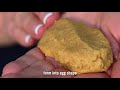 Homemade Peanut Butter Eggs PICS