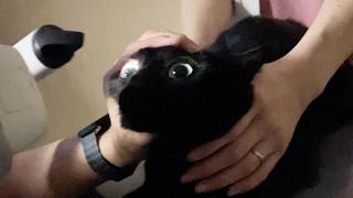 ほたねさんの、右目の状態について