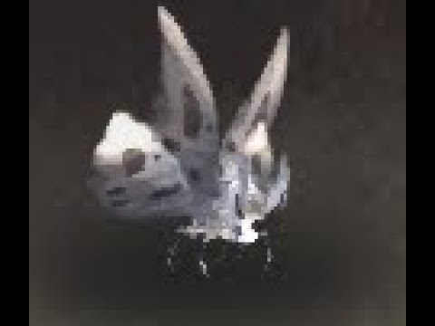 Kalimdor Safari: Grey Moth Battle Pet, Azuremyst Isle, WoW Retail