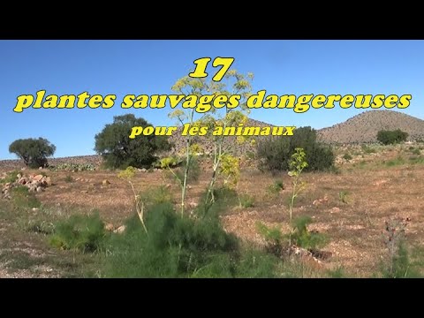 , title : '17 plantes sauvages dangereuses pour les animaux'