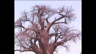OLAV.H  le baobab.