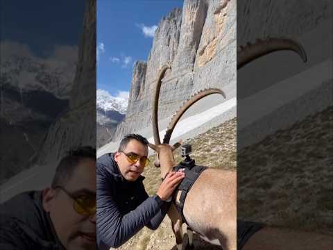 ركبت كاميرا على ظهر ماعز جبلي  #حيوانات #حيوانات_برية #حيوانات_اليفه