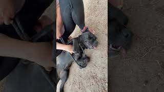 Video preview image #1 Mutt Puppy For Sale in Goodyear, AZ, USA