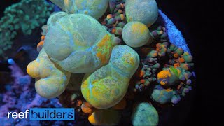 Coral EYE CANDY - 4K Footage From Amazing Aquariums & Reefs