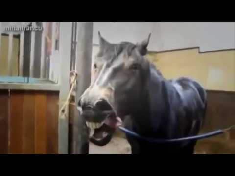 Chevaux drôles compilation pour le plaisir des yeux