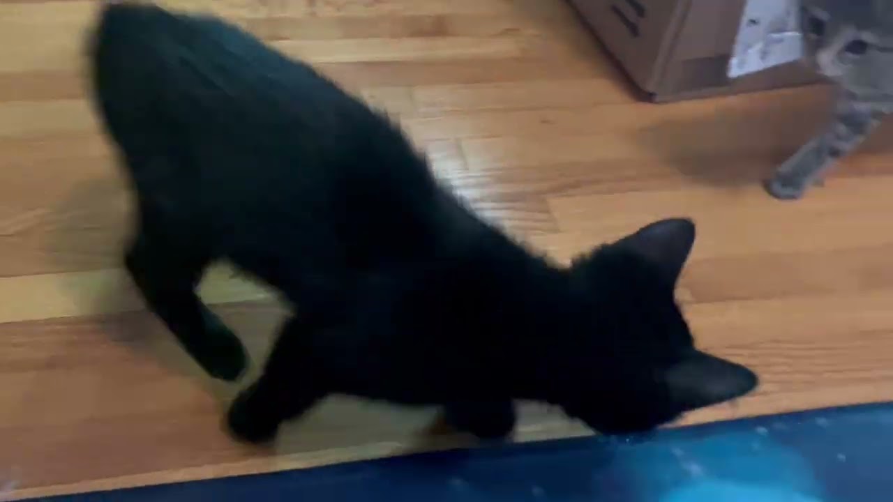 Enlarge Embroidery, a Adoptable Domestic Short Hair in St. Paul, MN video 6/6