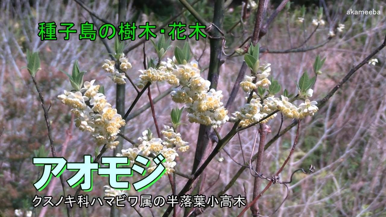 アオモジ 啓蟄から春分のころ小枝に散形花序を出し淡黄緑色の花を密に咲かせた開花風景令和8年AIナレーション案内 - 種子島の樹木・花木