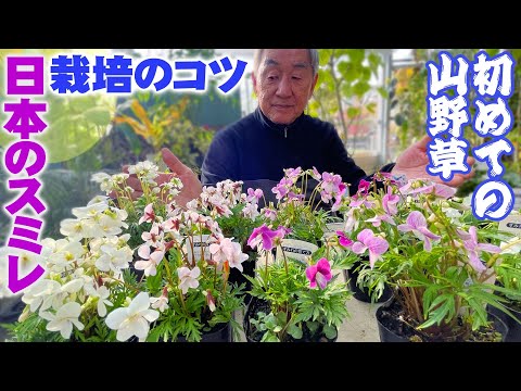 一般的な夜スミレ 植物