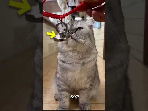 Naughty Cat Got Magnet Surprise! 😍❤️ #shortvideo