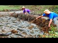 I Catch Lots Of Fish Under Mud Grass