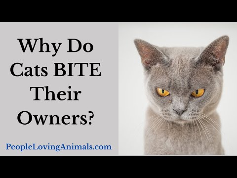 Why Do Cats Bite Their Owners?  Why They Do It and How to Stop It