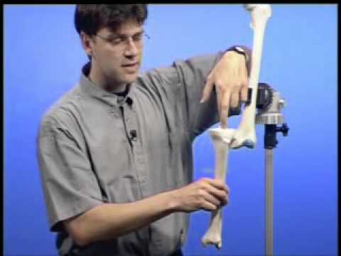 Arten von Vorsprüngen Halswirbelsäule Das tut weh im Innern des Halses im Bereich der Drüsen