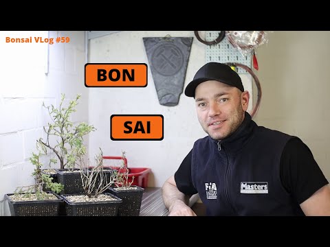 Gemeiner Wacholder (Juniperus communis) und lieber Echter Thymian (Thymus vulgaris) | Bonsai VLog#59