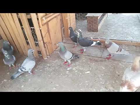 Mam razgândit nu mă mai las de porumbei