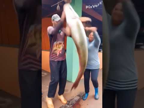 grande pirarucu pescado em água azul do Norte.