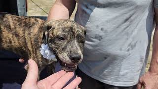 Video preview image #1 Boston Terrier-Unknown Mix Puppy For Sale in Bandera, TX, USA