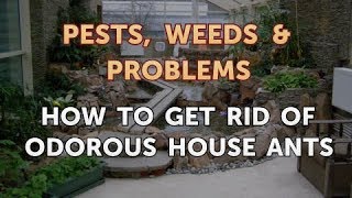 How to Get Rid of Odorous House Ants
