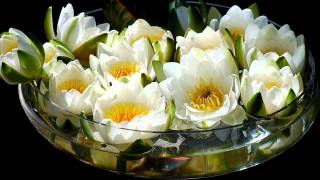 Afterlife   China Flowers