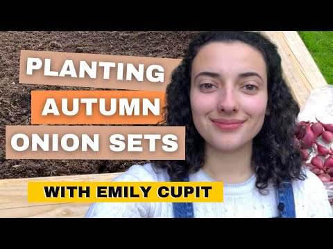 , title : 'How To Plant Autumn Onion Sets In Your Garden'