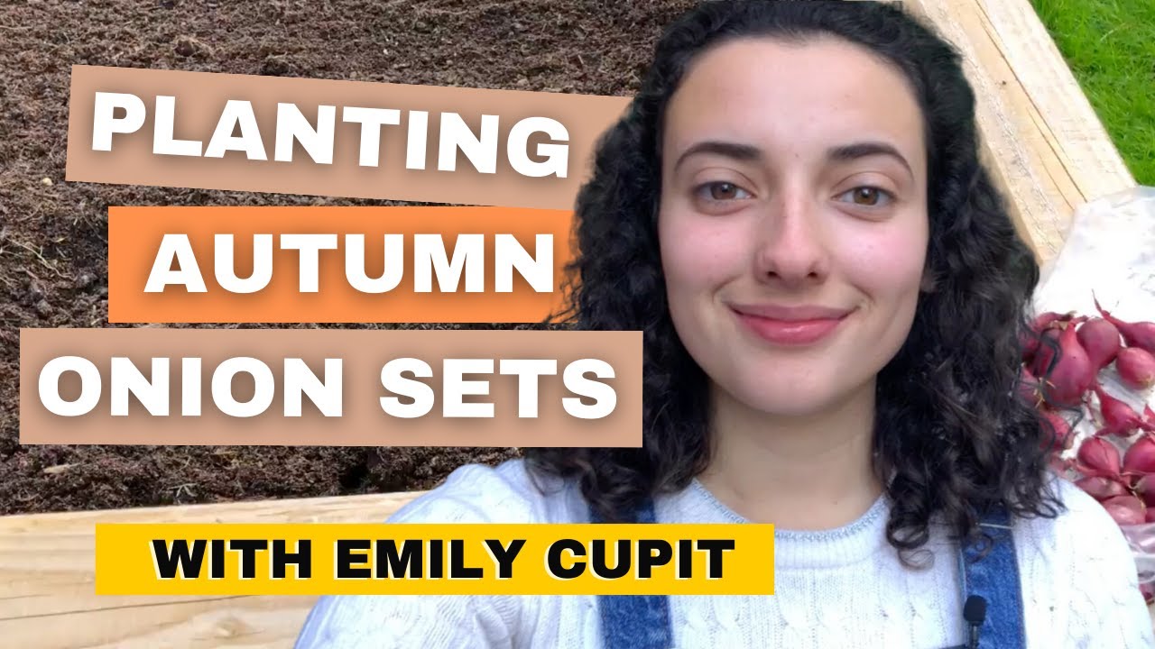 Planting Autumn Onion Sets With Emily Cupit