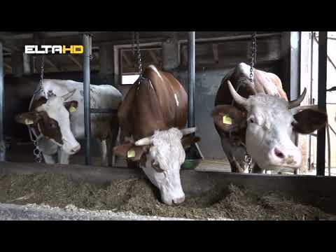 BL HRONIKA 12 07 22 - PRIČA O VINKI SAVIĆ IZ VERIĆA