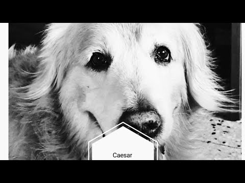 Caesar _ our golden retriever _ crazy for cashew and almonds