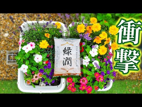 園芸 マウンテンサブライン