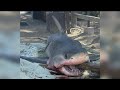 Great White Shark Washes Ashore At Torrey Pines