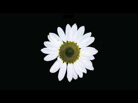 download lagu mp3 mp4 The Black Dog Black Daisy Wheel, download lagu The Black Dog Black Daisy Wheel gratis, unduh video klip The Black Dog Black Daisy Wheel