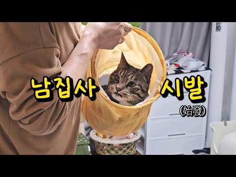 고양이한테 생긴 이상한 습관!! 남집사의 사소한 장난이 불러온 결과