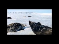 Weddell Seals Quick Conversation